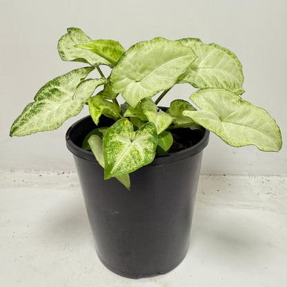 Syngonium ‘Pixie’ 130mm pot size