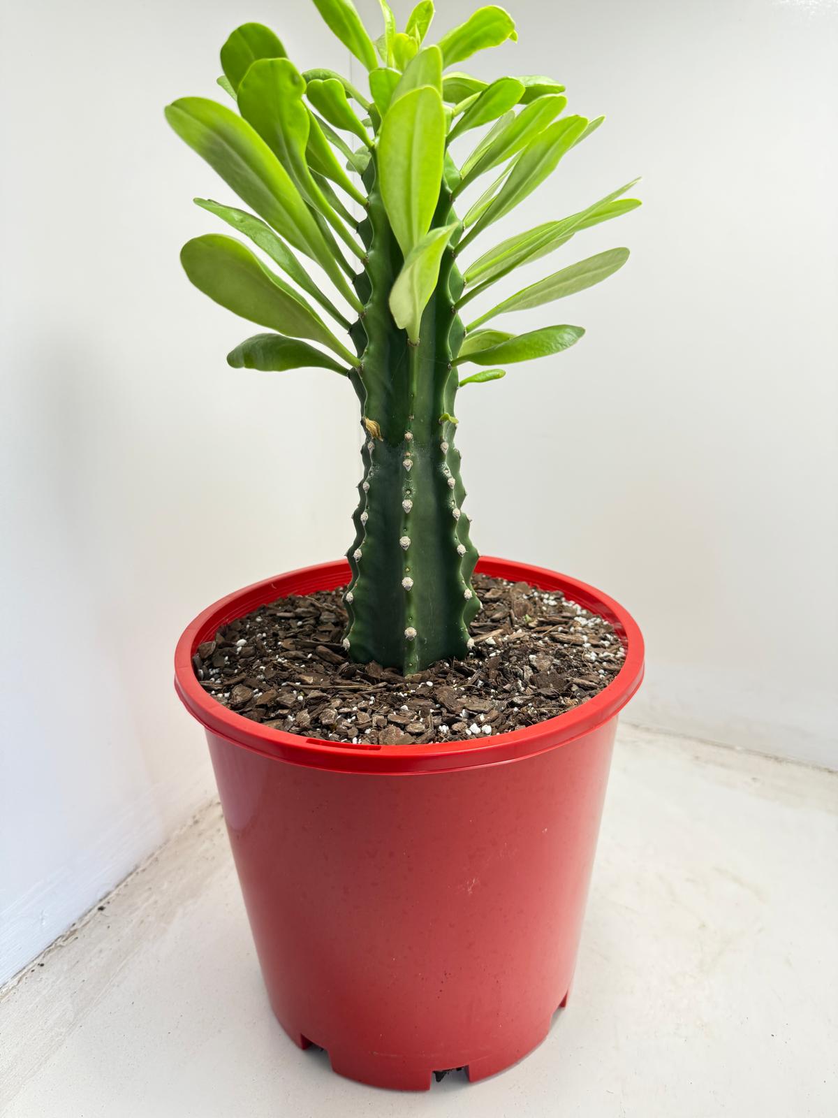 uphorbia-royleana-architectural-succulent