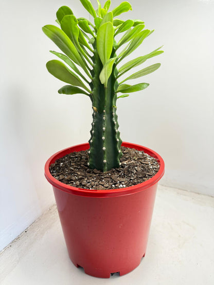 uphorbia-royleana-architectural-succulent