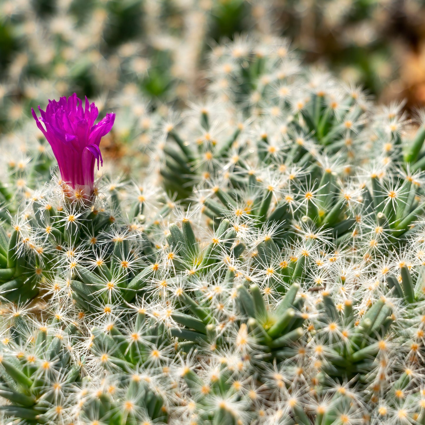 Tricodiadema Densum