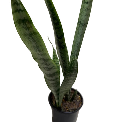 Live Sansevieria Trifasciata twin plant with upright variegated foliage.