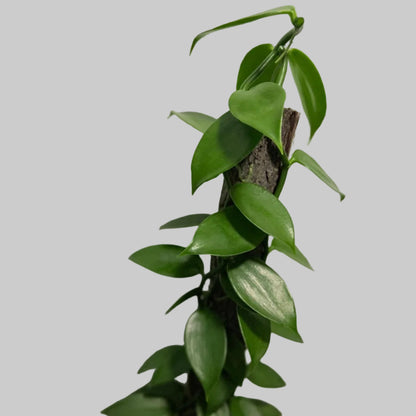 Buy Vanilla Orchid Plant | Tropical Climbing Plant|230mm