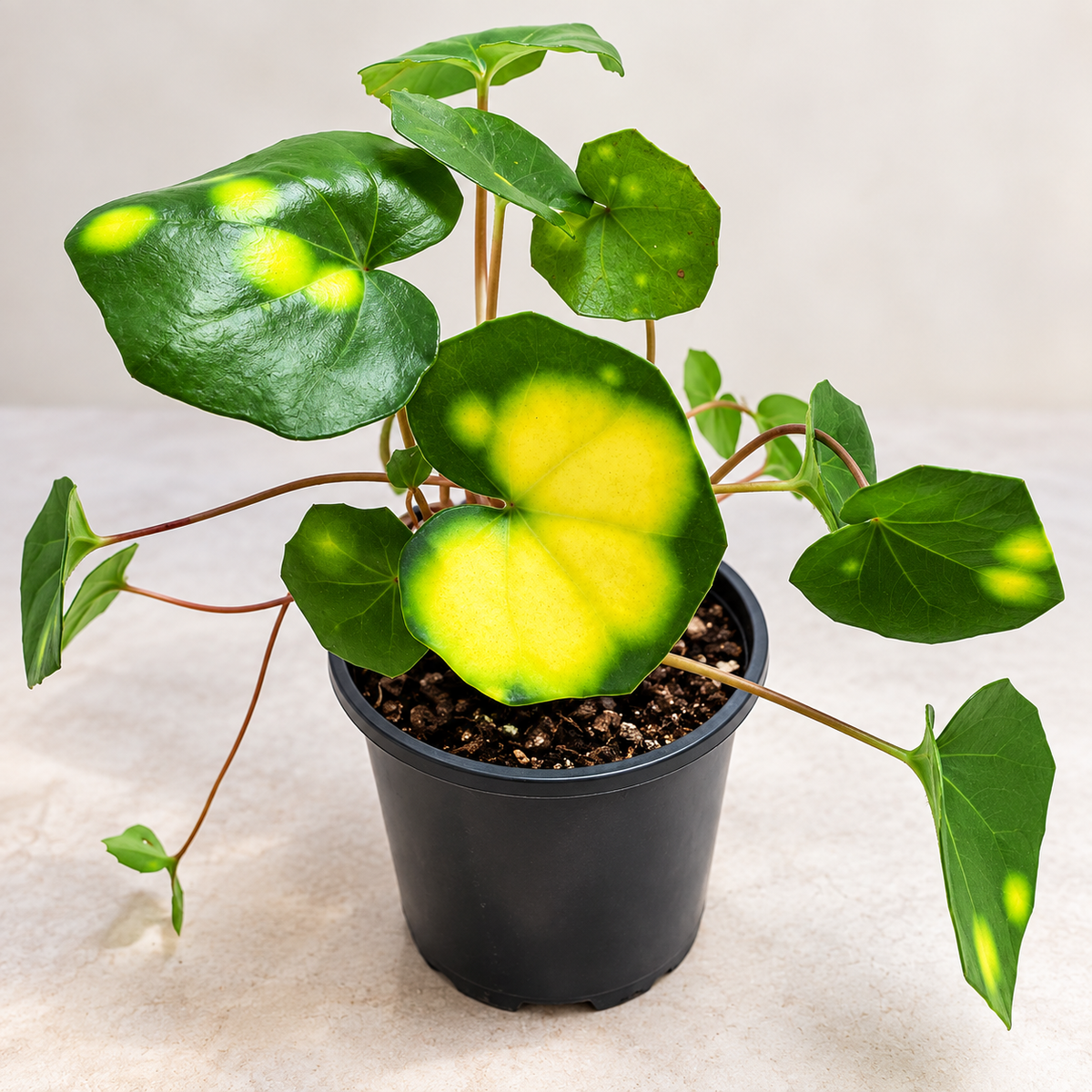 Farfugium aureomaculatum 100mm pot size Succulents World