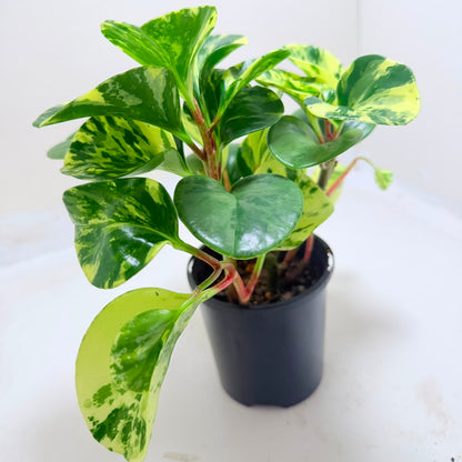 Variegated Peperomia Marble displayed in a decorative indoor setting.