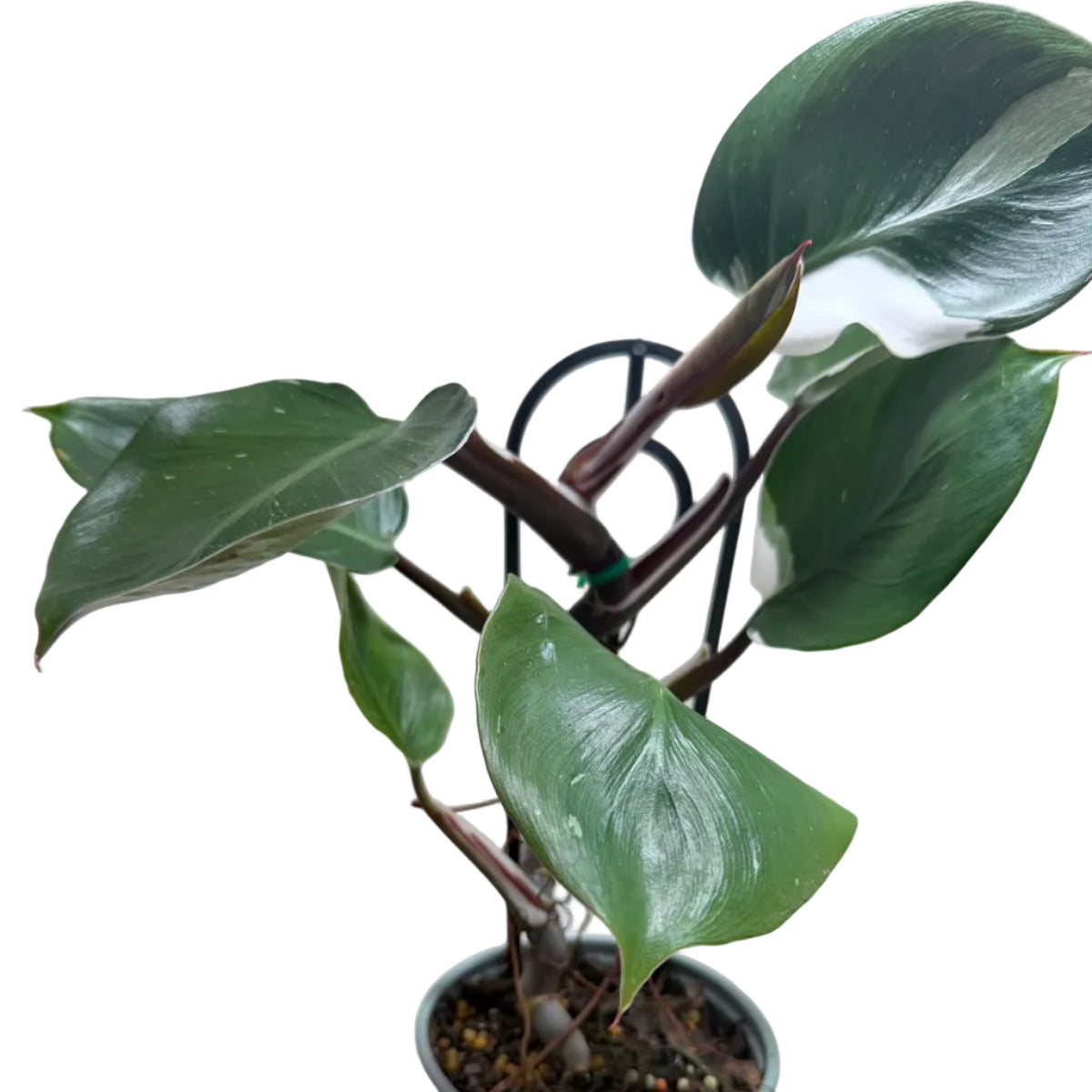 Healthy Philodendron White Knight growing indoors.