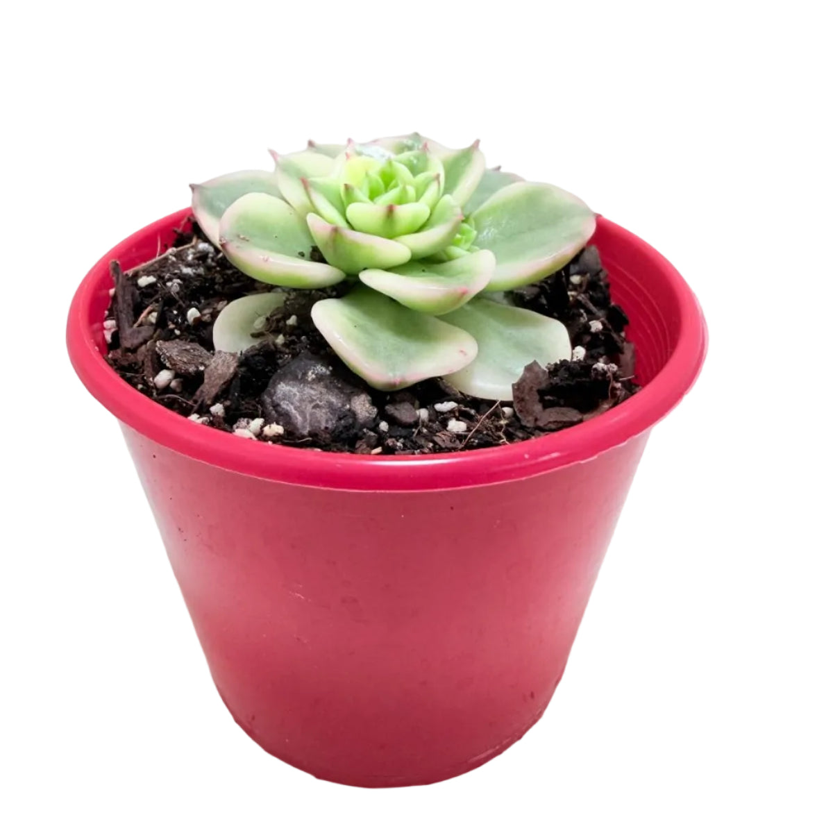 Compact Sedeveria Rolly succulent growing in an 80mm nursery pot.
