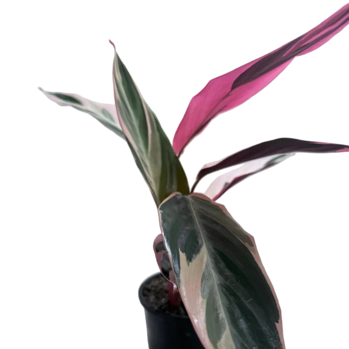 Healthy Stromanthe Tri Colour with colourful variegated leaves.