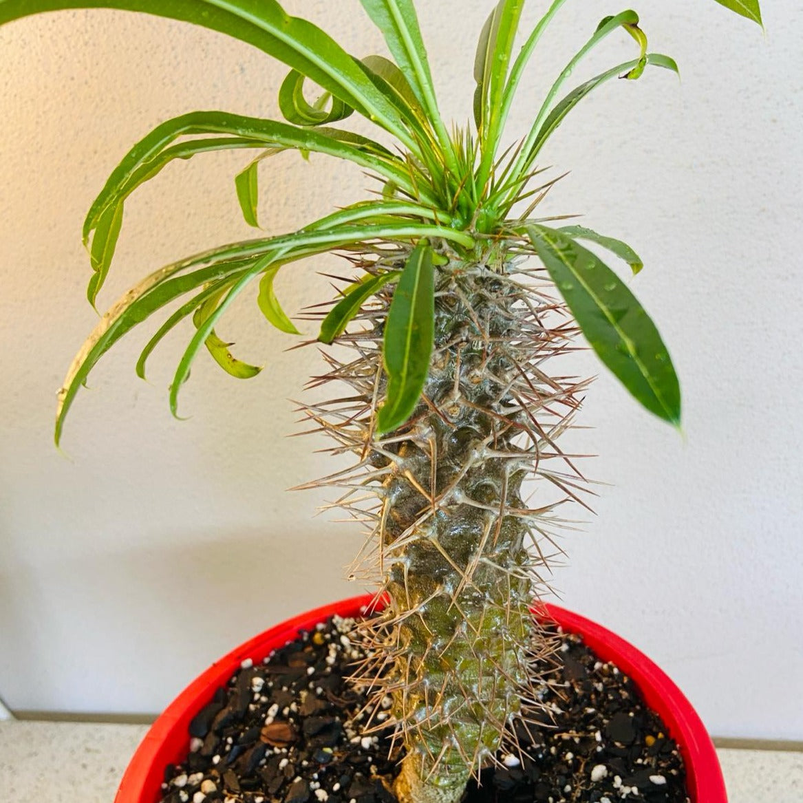 Pachypodium Madagascar Palm