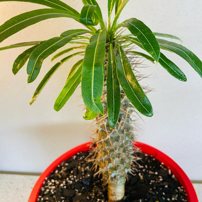 Pachypodium Madagascar Palm