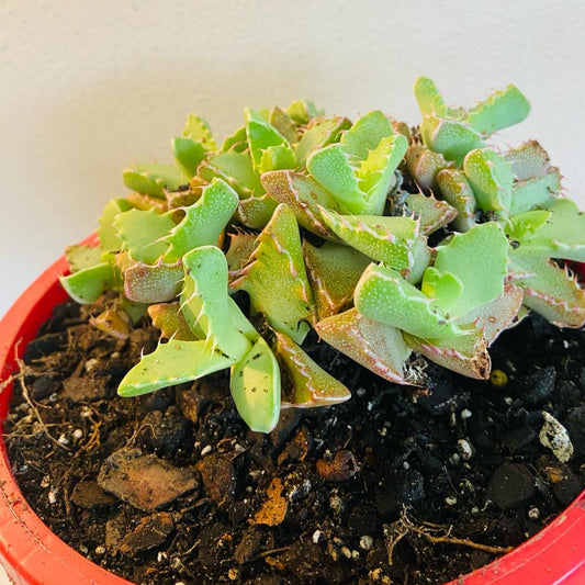 Faucaria Tiger's Jaw