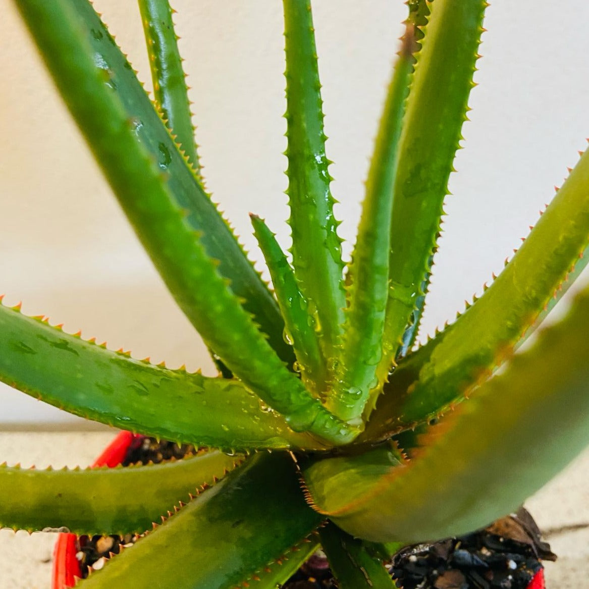 Aloe Winter Bells