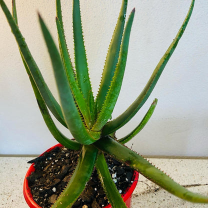 Aloe Winter Bells