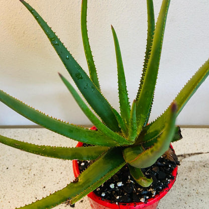 Aloe Winter Bells