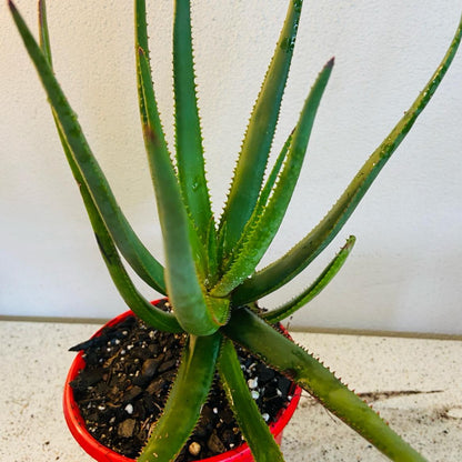 Aloe Winter Bells