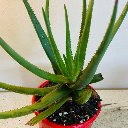 Aloe Winter Bells