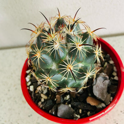 Cacti Corypantha