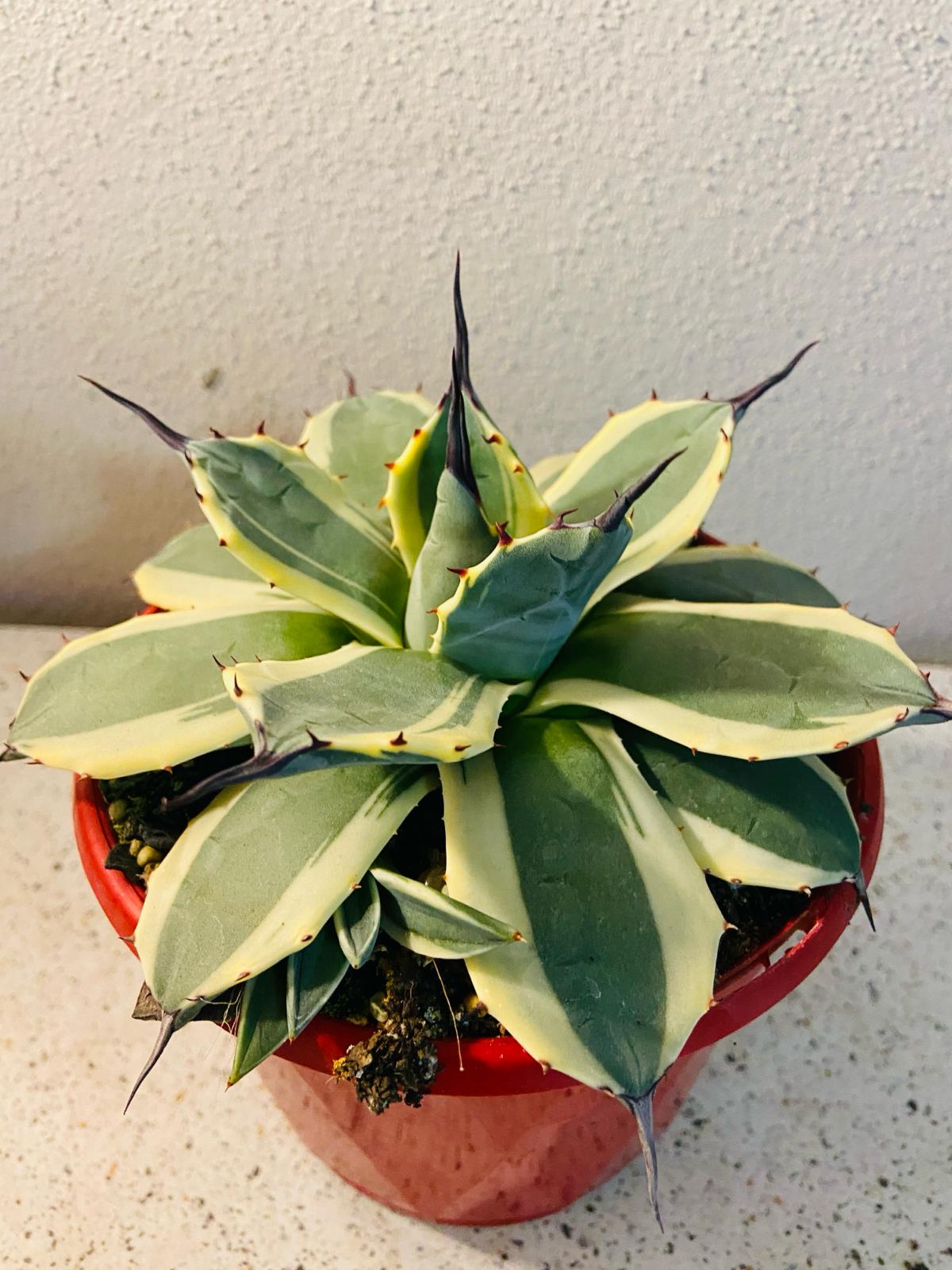 Agave Applanata Cream Spike