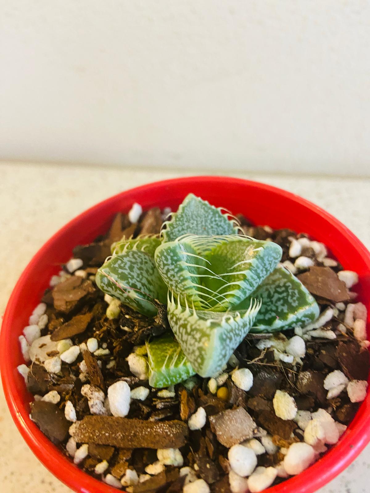 Faucaria Tiger's Jaw