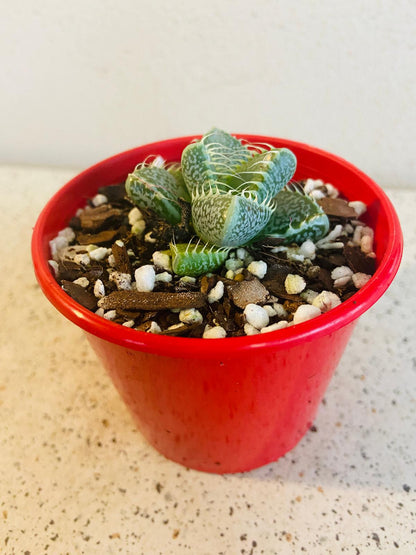 Faucaria Tiger's Jaw