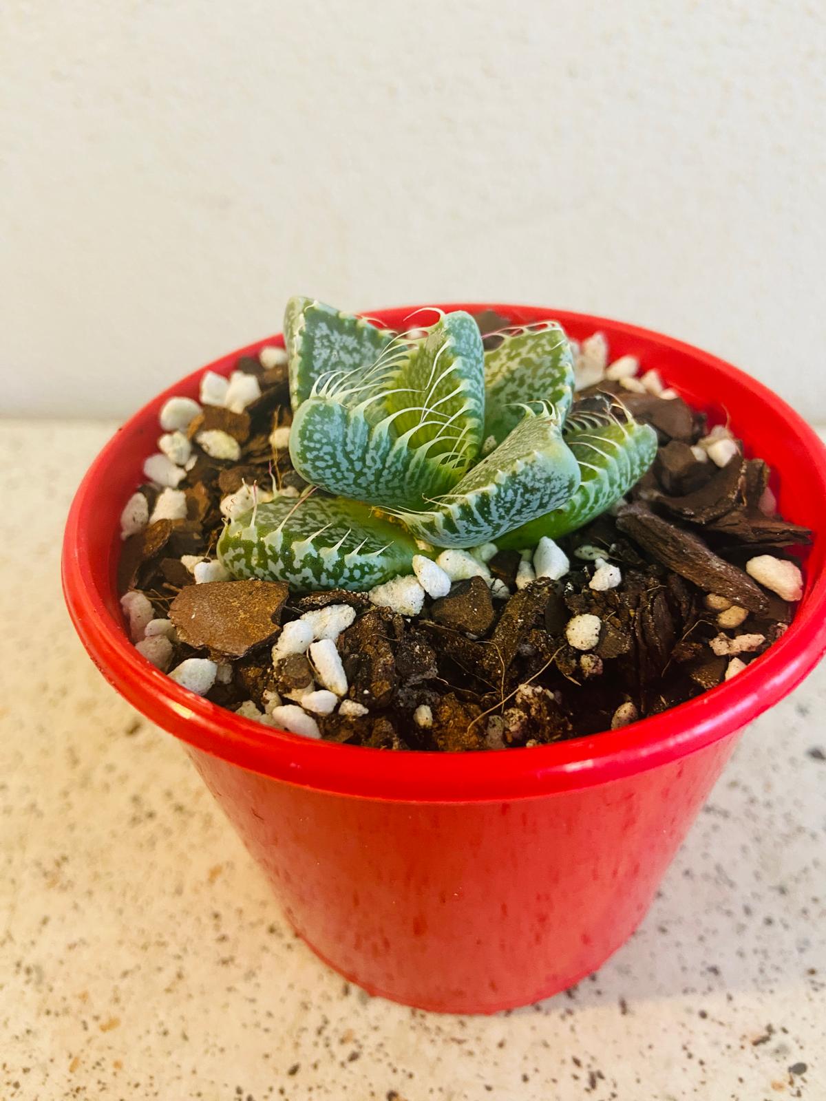 Faucaria Tiger's Jaw