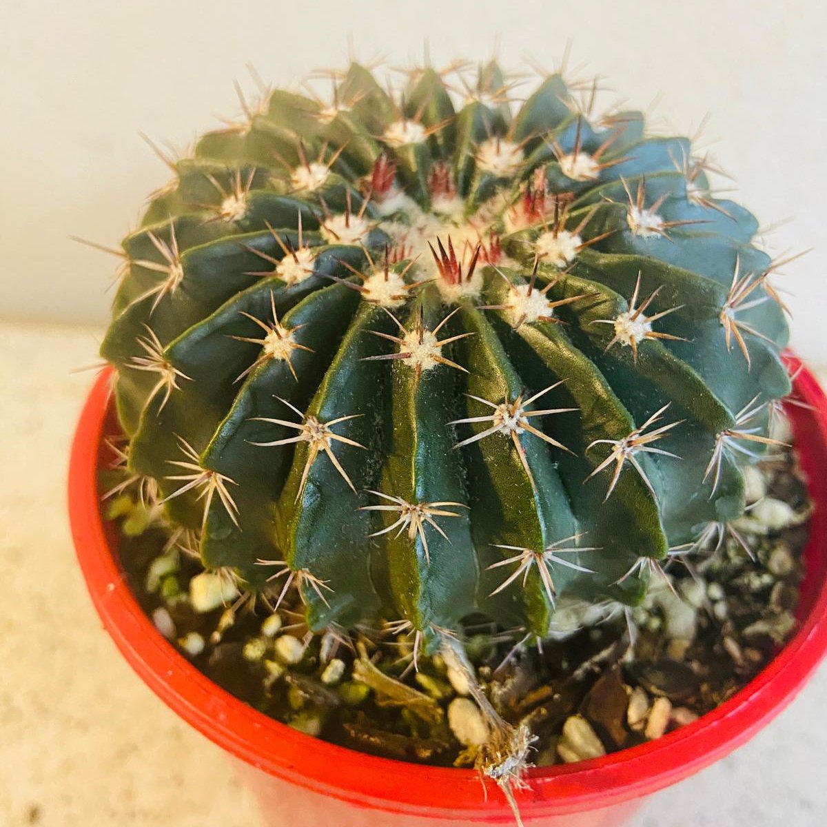 Cacti - Parodia Erinacea