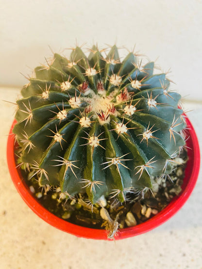 Cacti - Parodia Erinacea