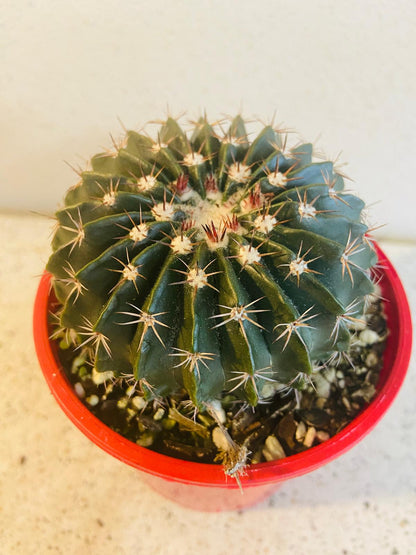 Cacti - Parodia Erinacea