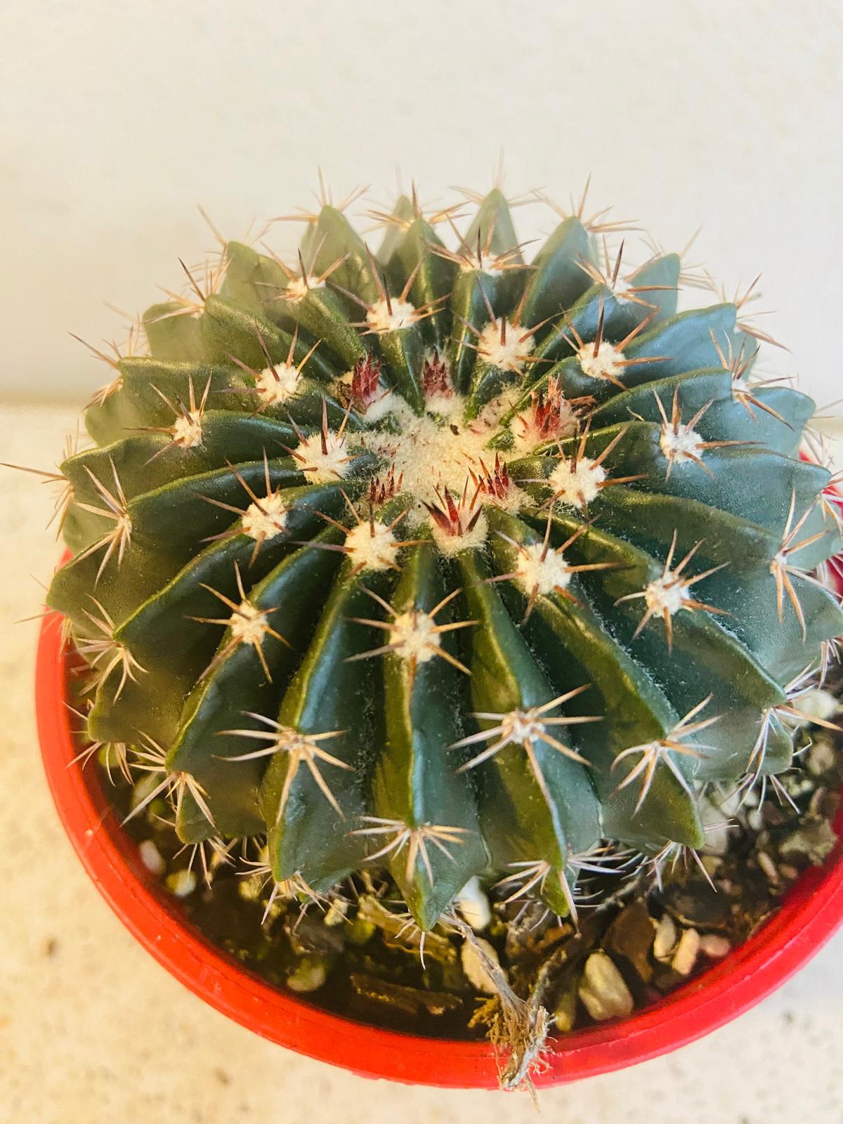 Cacti - Parodia Erinacea