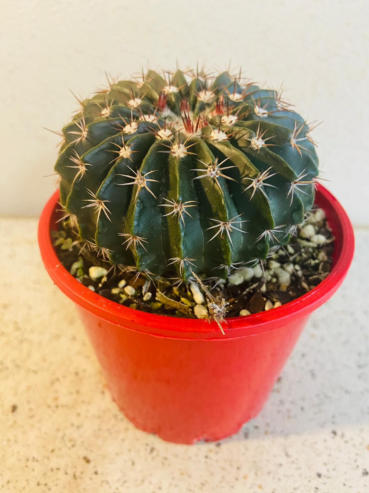 Cacti - Parodia Erinacea