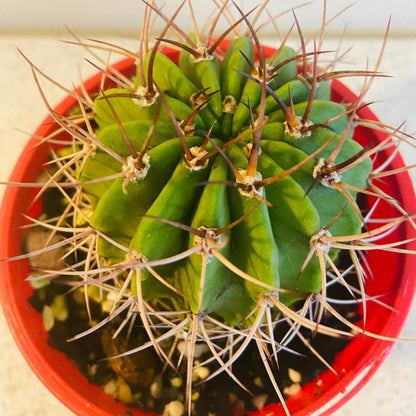 Cacti - Acanthocalycium Violaceum