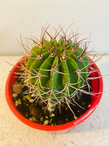 Cacti - Acanthocalycium Violaceum