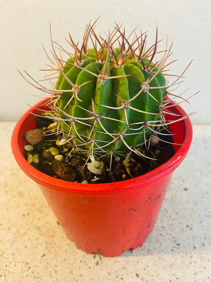 Cacti - Acanthocalycium Violaceum