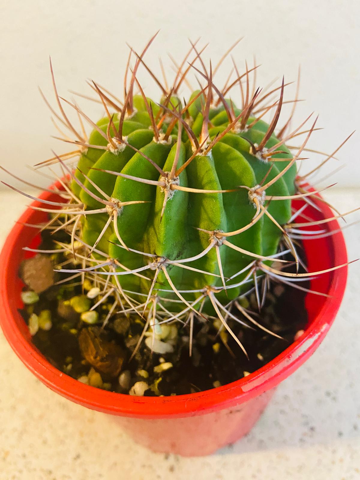 Cacti - Acanthocalycium Violaceum