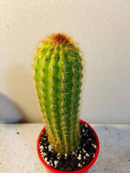 Cactus Special #36