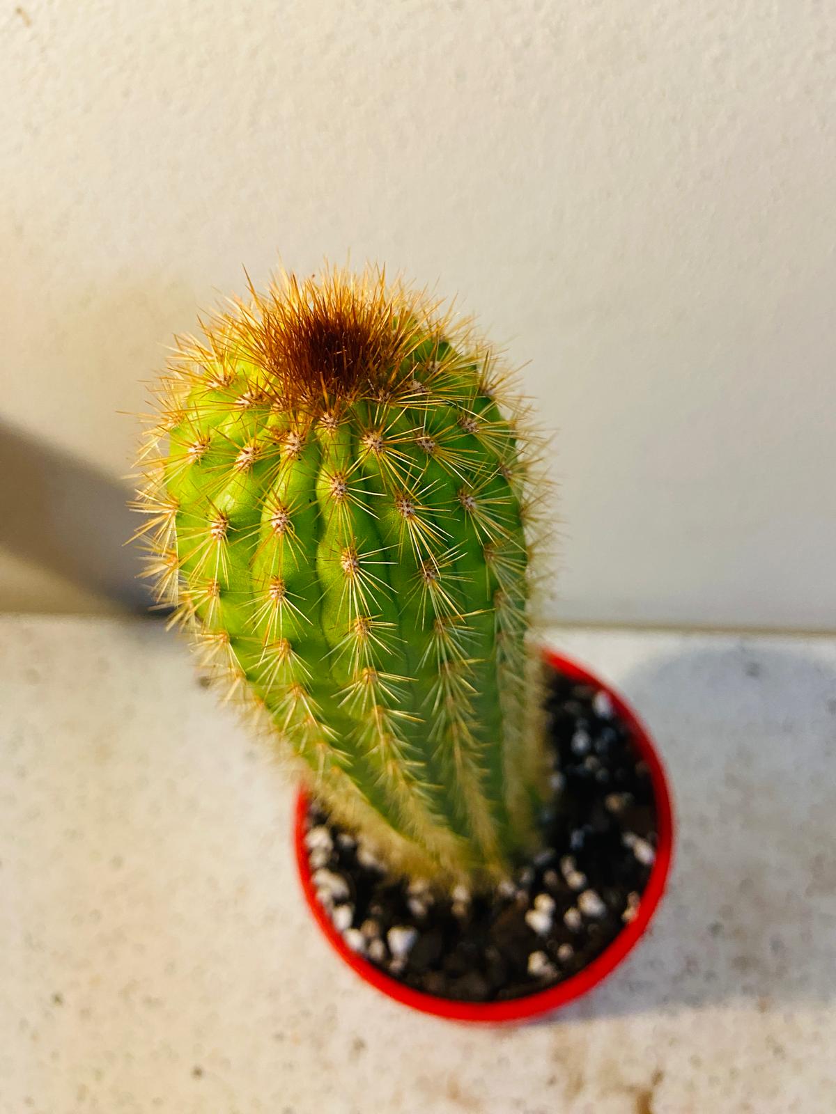 Cactus Special #36