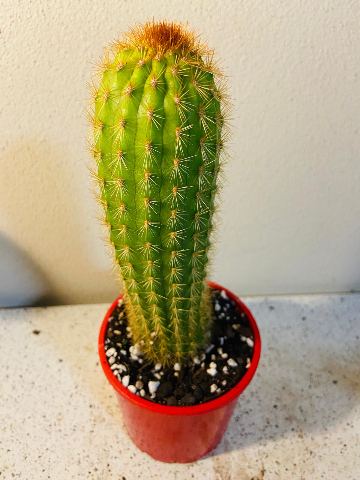 Cactus Special #36