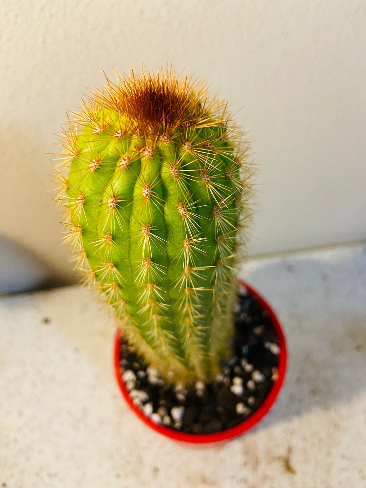 Cactus Special #36