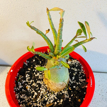 Adenium Obesum - Desert Rose