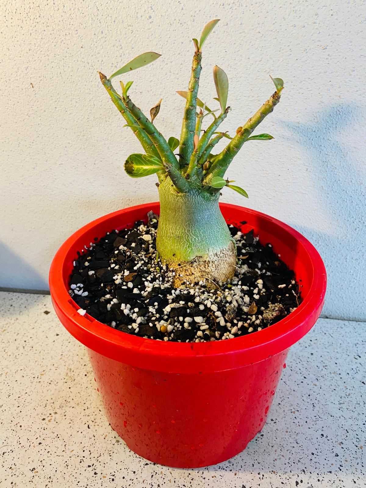 Adenium Obesum - Desert Rose