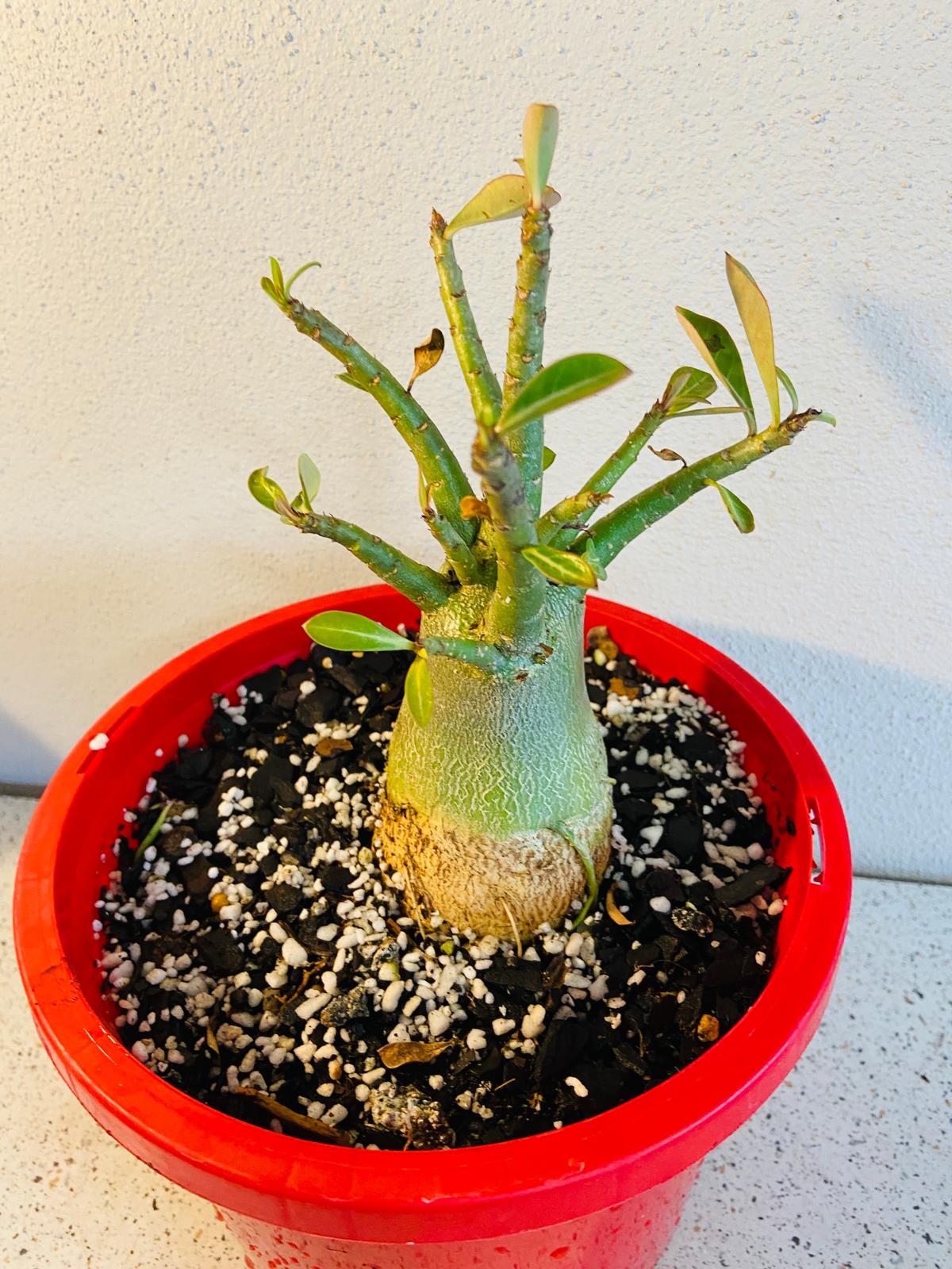 Adenium Obesum - Desert Rose