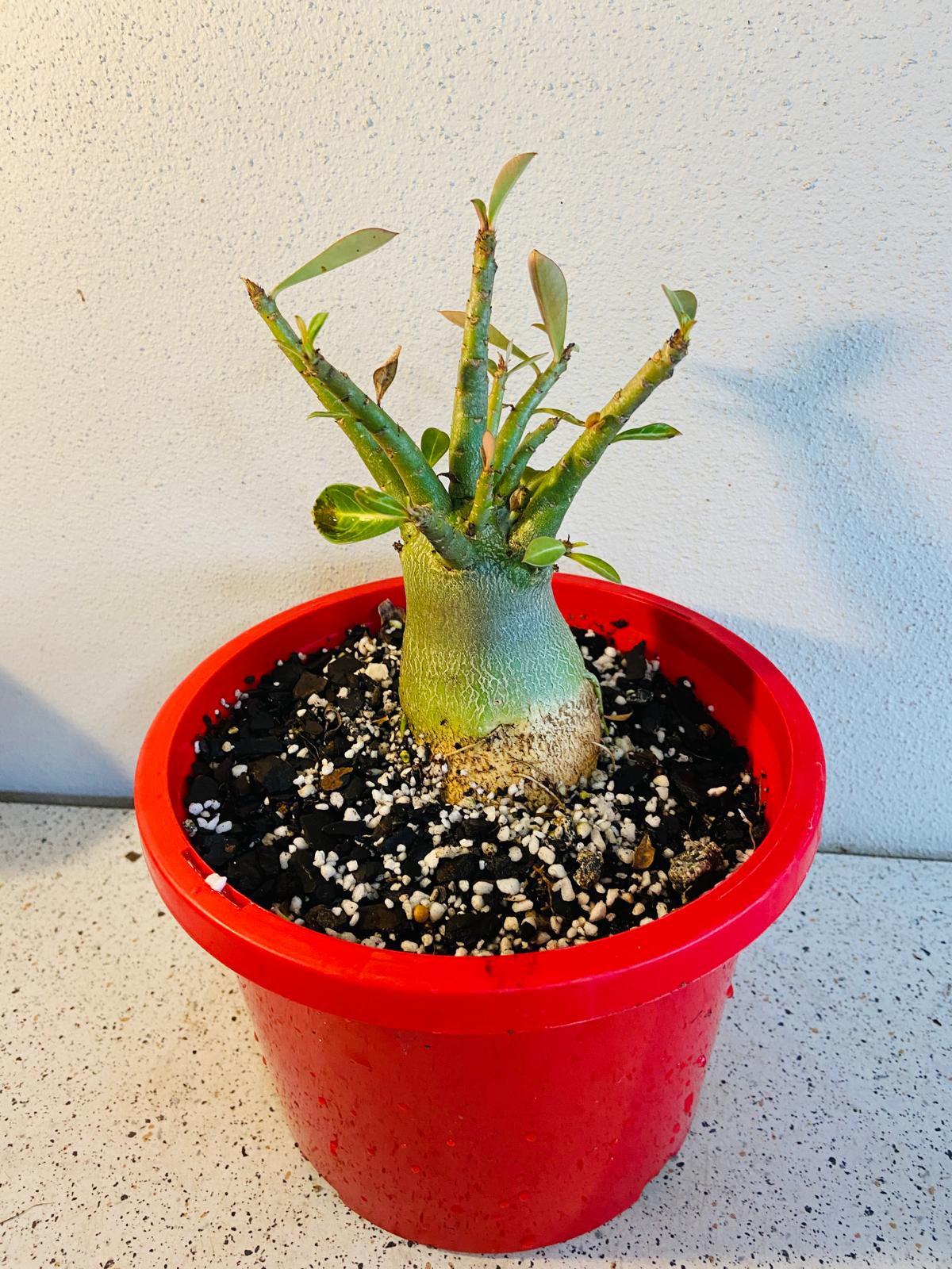 Adenium Obesum - Desert Rose