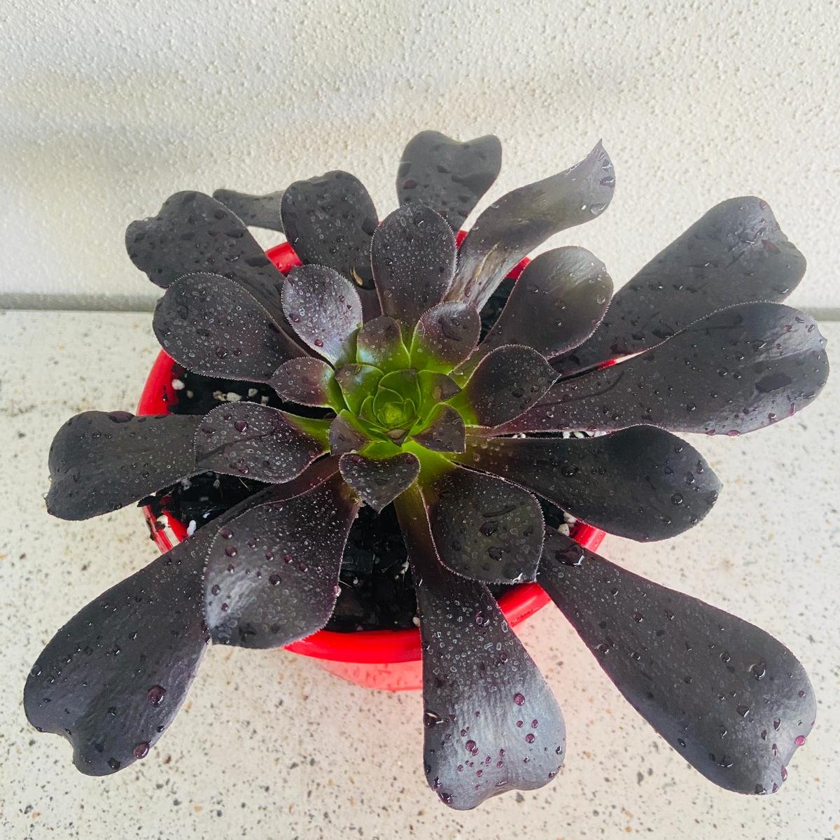 Aeonium 'Atropurpureum' (Purple Aeonium)