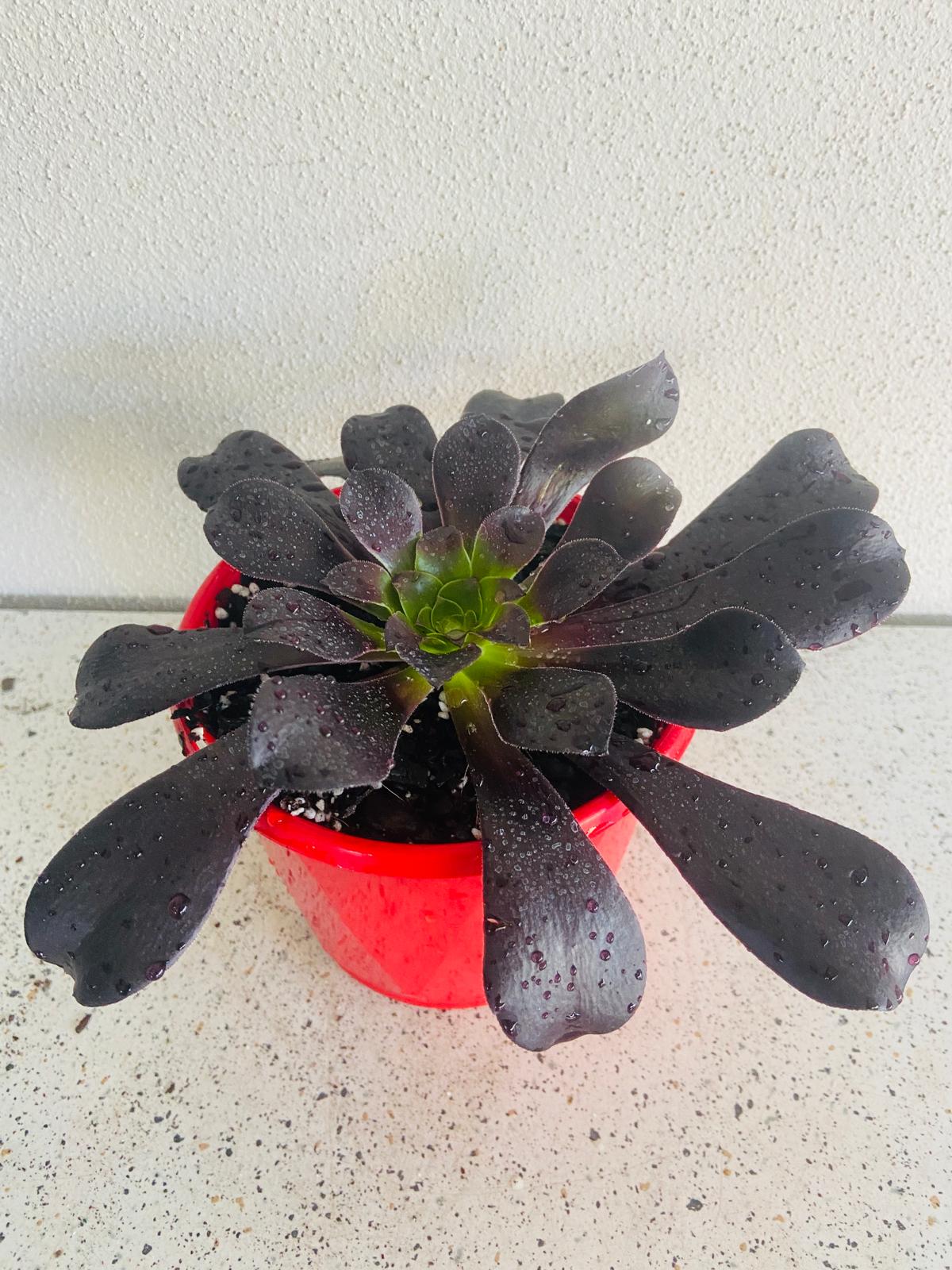 Aeonium 'Atropurpureum' (Purple Aeonium)