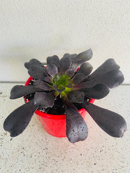 Aeonium 'Atropurpureum' (Purple Aeonium)