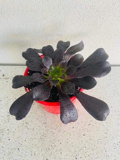 Aeonium 'Atropurpureum' (Purple Aeonium)