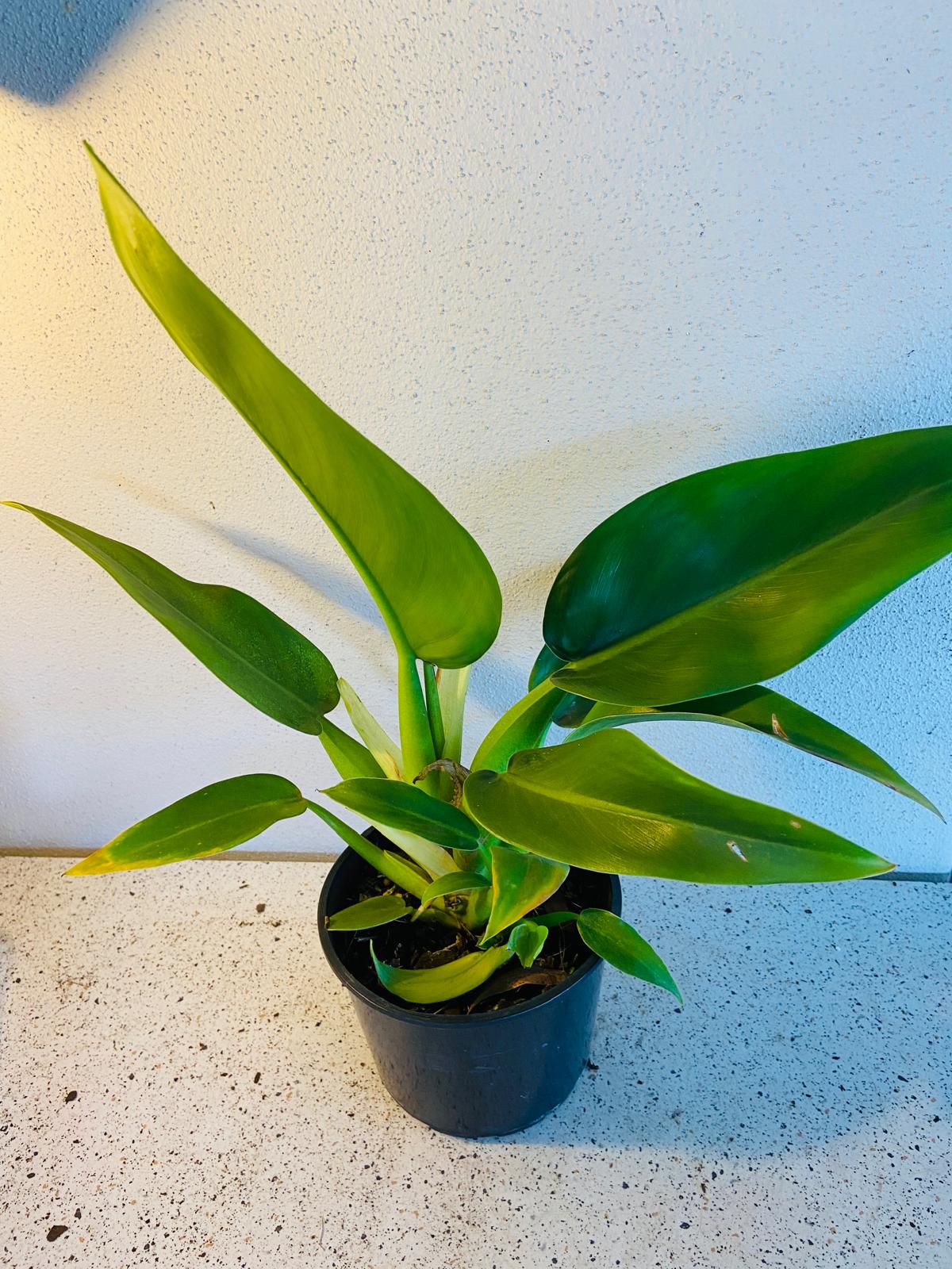 philodendron martianum propagation Philodendron Martianum 190mm – Succulents World