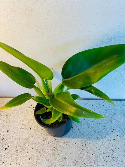 Philodendron Martianum