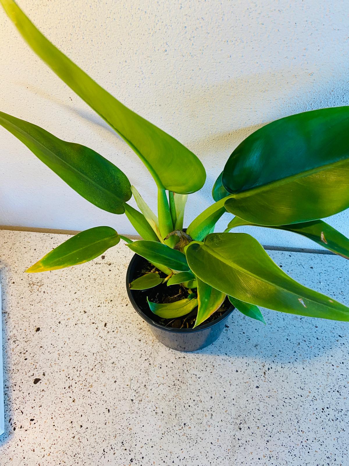 Philodendron Martianum