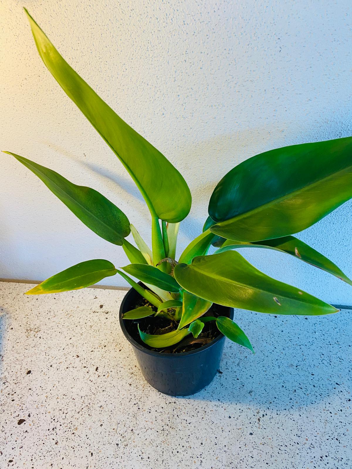 Philodendron Martianum