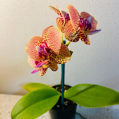 Orchids #21